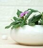 White Ceramic Belly Desk Pot