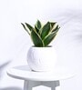 White Ceramic Football Shape Desk Pot Desk Pot