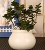 White Ceramic Matki Shape Flower Pot