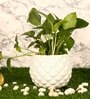 White Ceramic Pineapple Bowl Shape Flower Pot