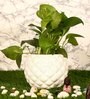 White Ceramic Pineapple Bowl Shape Flower Pot