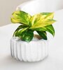 White Ceramic Levare Desk Pot