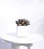 White Ceramic Square Shape Desk Pot Planter