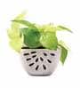White Ceramic Watermelon Shape Desk Pot Planter