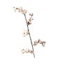 White Dried Flower Cotton Sticks Set Of 5