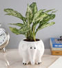 White Elephant Ceramic Pot Aglaonema Green Natural Plant