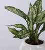White Elephant Ceramic Pot Aglaonema Green Natural Plant