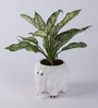 White Elephant Ceramic Pot Aglaonema Green Natural Plant