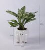 White Elephant Ceramic Pot Aglaonema Green Natural Plant