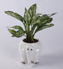 White Elephant Ceramic Pot Aglaonema Green Natural Plant