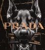 BLACK DOG HD Poster With White Frame, 12.5   17.3 Inches