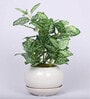 White Green Pvc Nearly Natural Artificial Bonsai With White Ceramic Pot