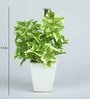White Ivy Pvc Artificial Bonsai With White Ceramic Pot
