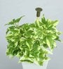 White Ivy Pvc Artificial Bonsai With White Ceramic Pot