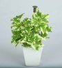 White Ivy Pvc Artificial Bonsai With White Ceramic Pot