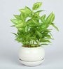 White Ivy Pvc Nearly Natural Artificial Bonsai With White Ceramic Pot