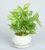 White Ivy Pvc Nearly Natural Artificial Bonsai With White Ceramic Pot