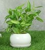 White Ivy Pvc Nearly Natural Artificial Bonsai With White Ceramic Pot