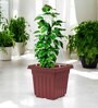 White Triangle Planter Stand For Climbing Plants
