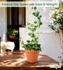 White Triangle Planter Stand For Climbing Plants