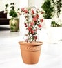 White Planter Stand For Climbing Plants