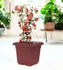 White Triangle Planter Stand For Climbing Plants