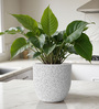 White Pcup Marble Round 6 Inches Planter