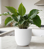 White Pcup Round 1 Inches Planter