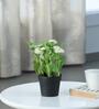 White Plastic Artificial Daisy Flower Plant