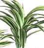 White Polyester Artificial Draceana Plant Without Pot