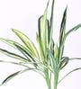 White Polyester Artificial Draceana Plant Without Pot