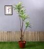 White Polyester Artificial Draceana Plant Without Pot