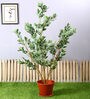 White Polyester Artificial Ficus Plant Without Pot