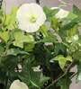 White Polyester Artificial Morning Glory Hanging Creeper Plant with Hanging Metal Stand