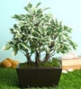 Polyester White With Pot Artificial Plants