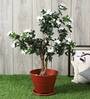 White Polyester Artificial Plant Without Pot