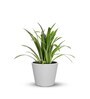 Aloha White Polymer Floor
Planter