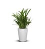 White Polymer Ancy  Big Planter