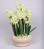 White Flower Artificial Bunch & White Pebbles with Ceramic Pot