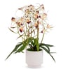 White Pu Foam Elegant Star Orchid Arrangement Pot With Flower