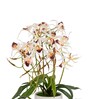 White Pu Foam Elegant Star Orchid Arrangement Pot With Flower