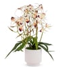 White Pu Foam Elegant Star Orchid Arrangement Pot With Flower