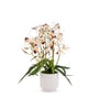 White Pu Foam Elegant Star Orchid Arrangement Pot With Flower