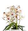 White Pu Foam Elegant Star Orchid Arrangement Pot With Flower