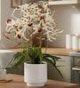 White Pu Foam Elegant Star Orchid Arrangement Pot With Flower