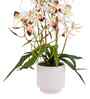 White Pu Foam Elegant Star Orchid Arrangement Pot With Flower