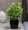Pvc White Bonsai With Black Ceramic Pot Artificial Plant