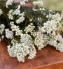 White Rice Flower 3 Stems