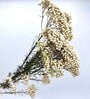 White Rice Flower 3 Stems