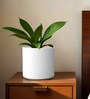White Round Shaped Polymer Planter